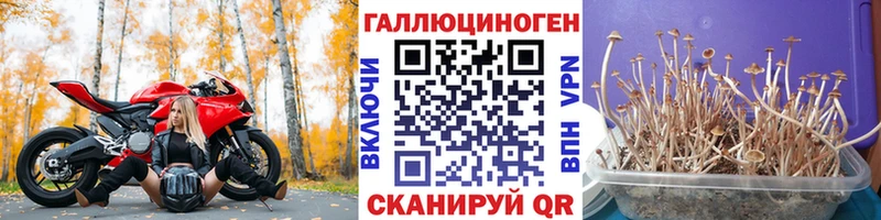 Псилоцибиновые грибы Psilocybine cubensis  Гулькевичи 